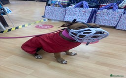 American Bull Staffy dogs for sale: Loving female for adoption  - Advert 9