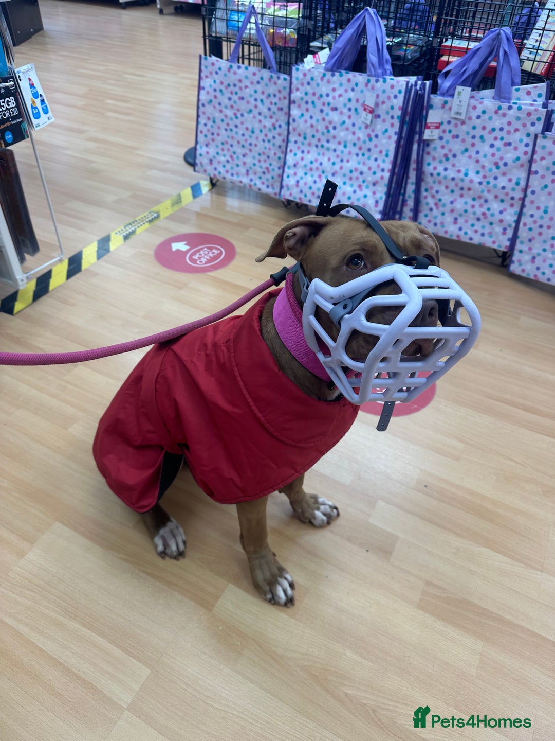 American Bull Staffy dogs for sale: Loving female for adoption  - Advert 9