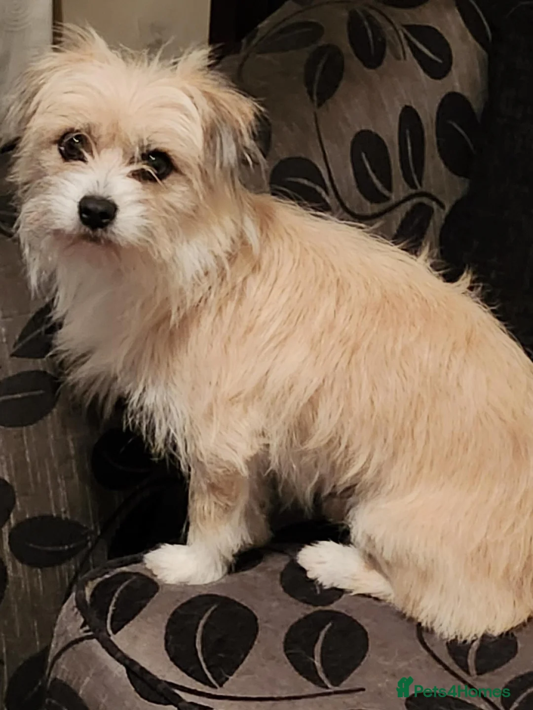 Mixed Breed dogs for sale: 2 BEAUTIFUL PUPS FOR SALE in Manchester - Advert 5