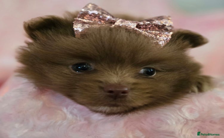 Pomeranian dogs - Advert 13
