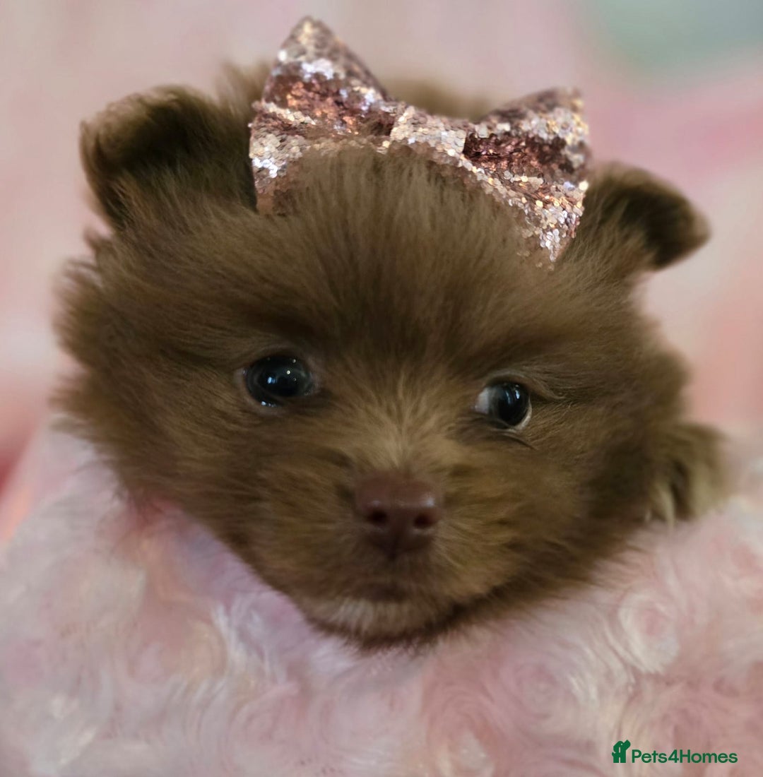 Pomeranian dogs for sale: Pomeranian puppies  - Image 1