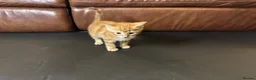 Mixed Breed cats for sale: Beautiful Family-Raised Kittens in Oswestry - Advert 5