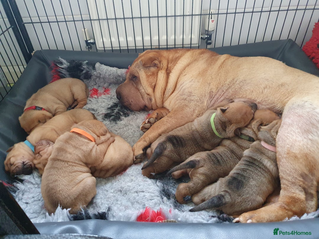 Shar Pei dogs for sale: Shar pei puppies  - Advert 1