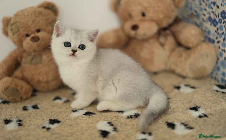 Scottish Fold cats - Advert 9