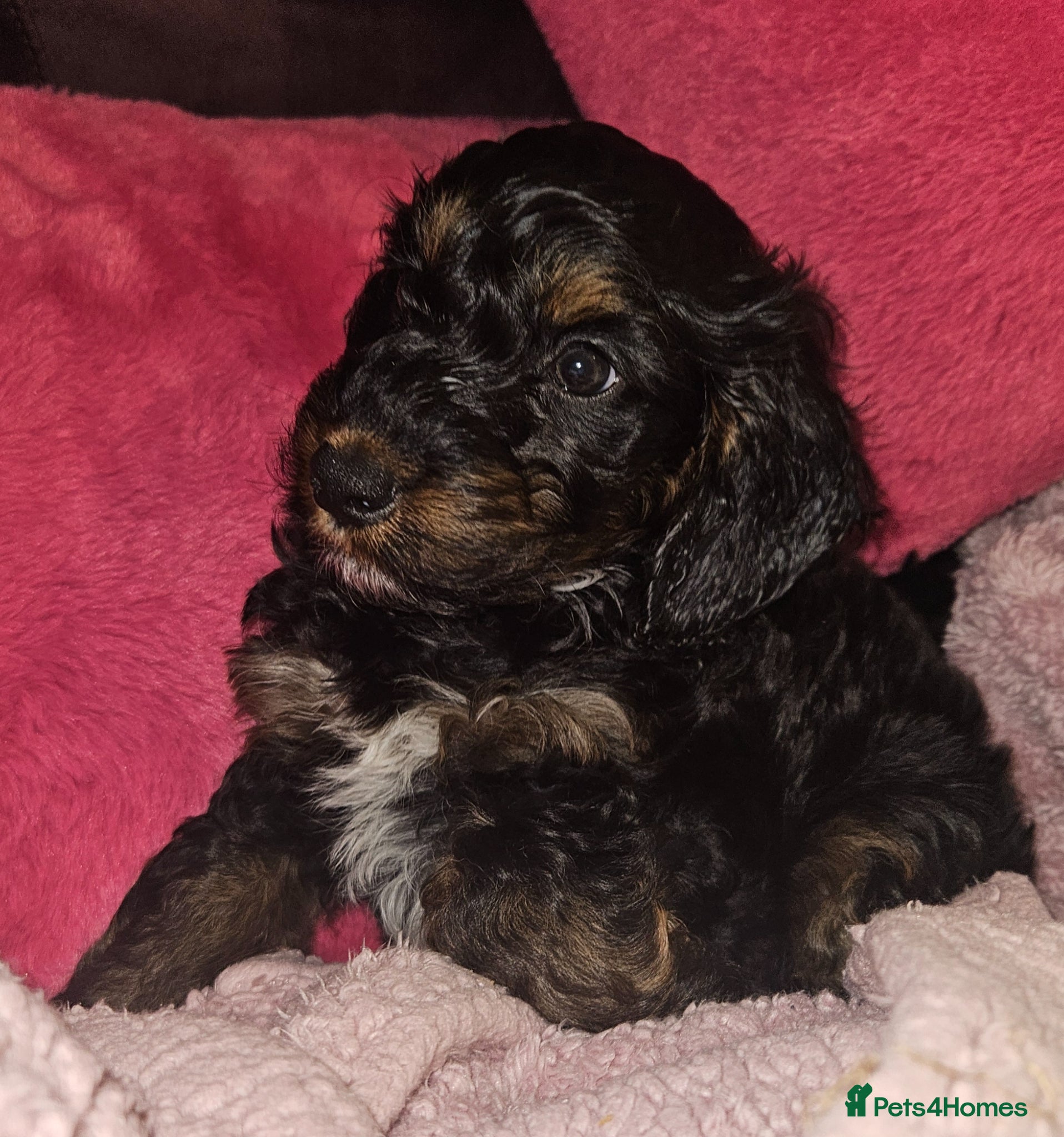 Cockapoo dogs licensed breeder, 1 BOY available for loving home - Advert 1