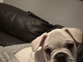 French Bulldog dogs French bulldog pups ❤️ - Advert 16