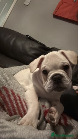 French Bulldog dogs French bulldog pups ❤️ - Advert 13