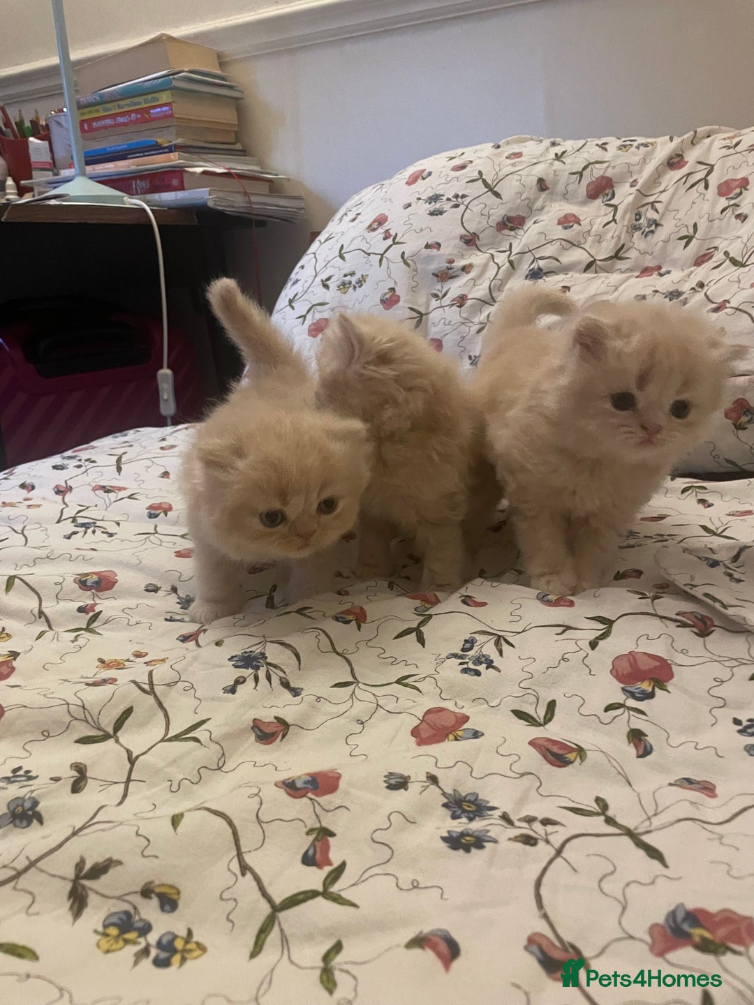Persian cats for sale: Doll face kittens  - Image 2