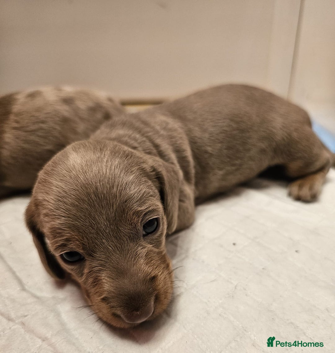Dachshund dogs for sale: Isabella Dapple Dachshund Puppies - Advert 35