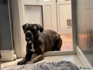 Cane Corso dogs - Advert 6