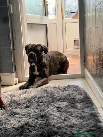 Cane Corso dogs - Advert 6