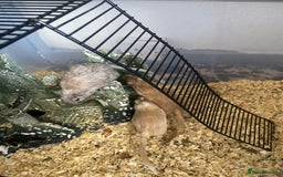 Gerbil rodents for sale: 5 male gerbals with cage for sale  - Image 4