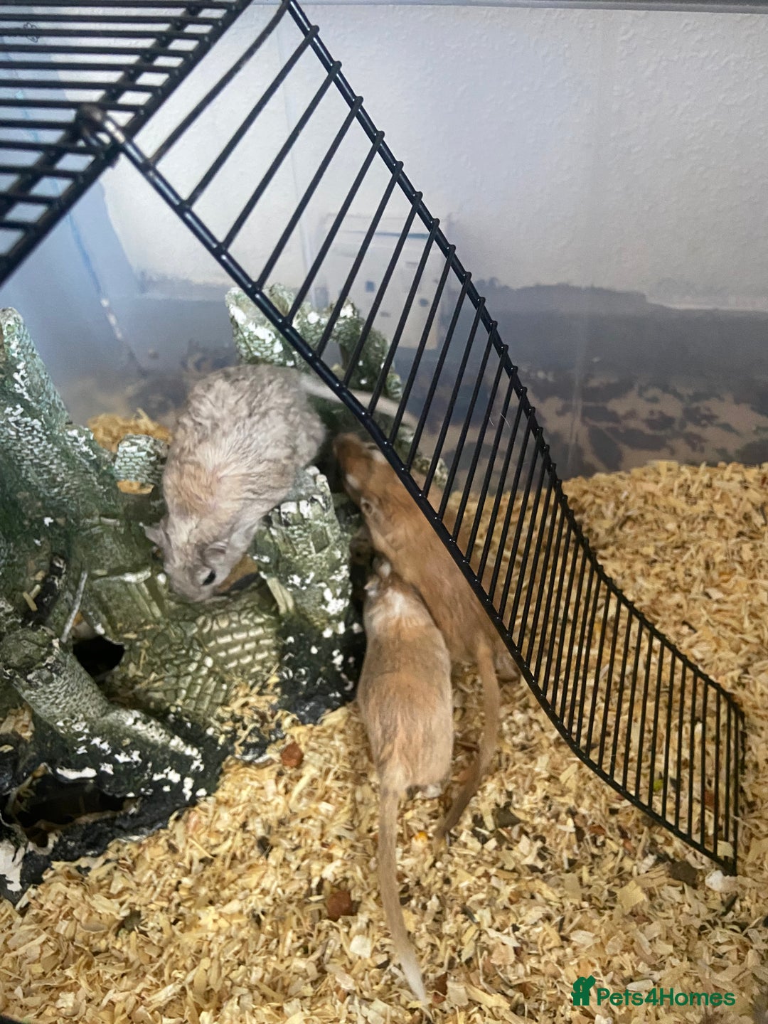 Gerbil rodents for sale: 5 male gerbals with cage for sale  - Image 4
