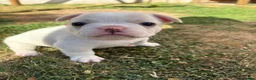 French Bulldog dogs for sale: French bull dog puppies 😍😍 KC REGISTERED  - Advert 10