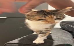 Domestic Shorthair cats for sale: 1 x Male and 1x Female cat - Advert 12