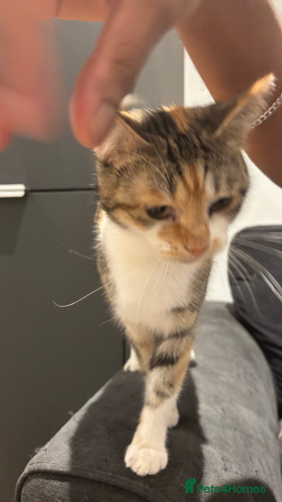 Domestic Shorthair cats for sale: 1 x Male and 1x Female cat - Advert 12