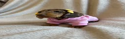 Miniature Dachshund dogs for sale:  KC Registered Miniature Dachshund Puppies - Advert 35