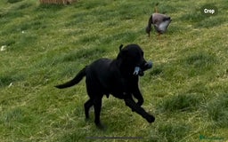 Labrador Retriever dogs for stud: Black Labrador retriever for stud - Image 4