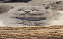 British Shorthair cats for sale: Show Quality Champions British Shorthair GCCF - Image 6