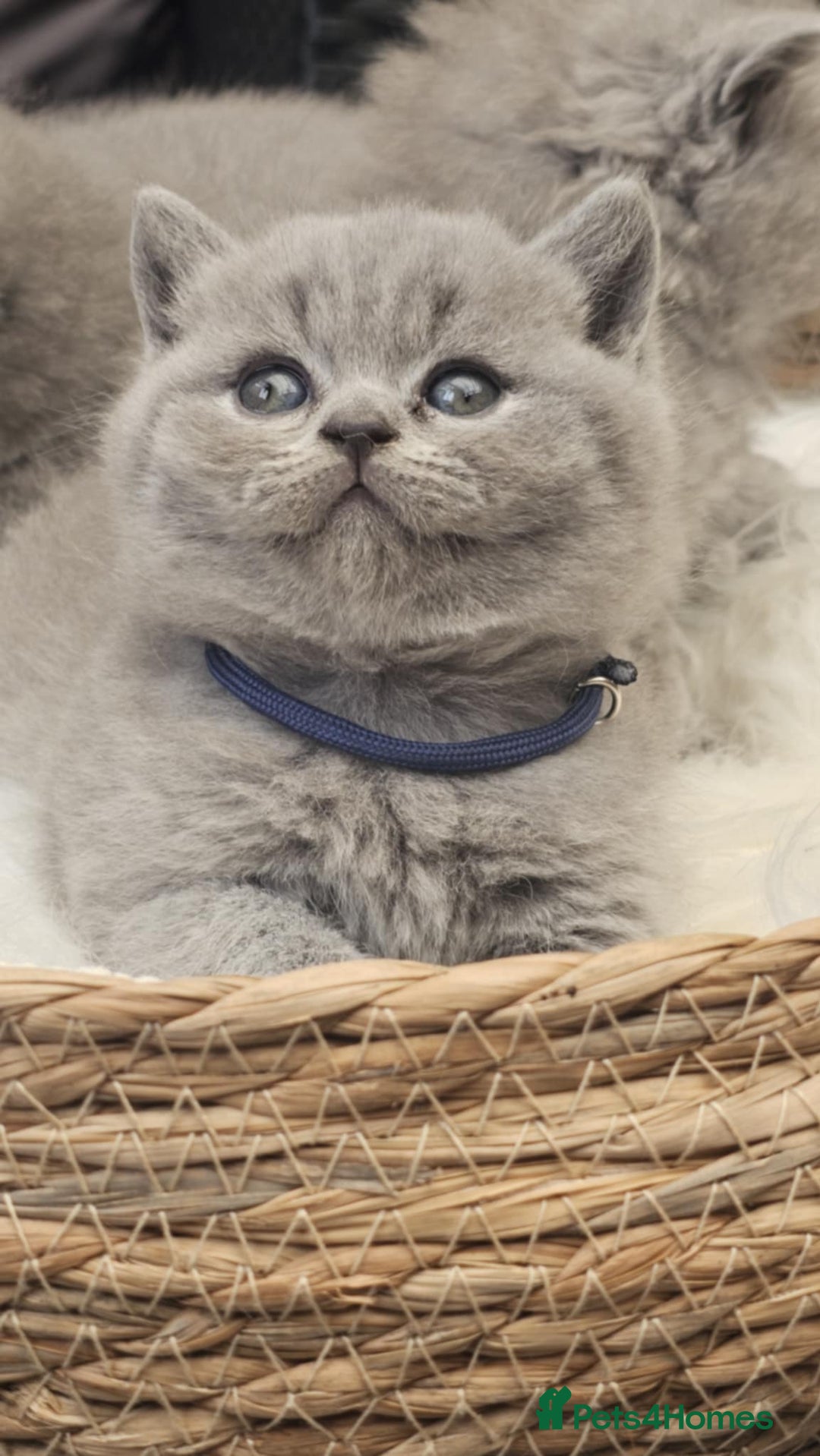 British Shorthair cats for sale: Show Quality Champions British Shorthair GCCF - Image 6