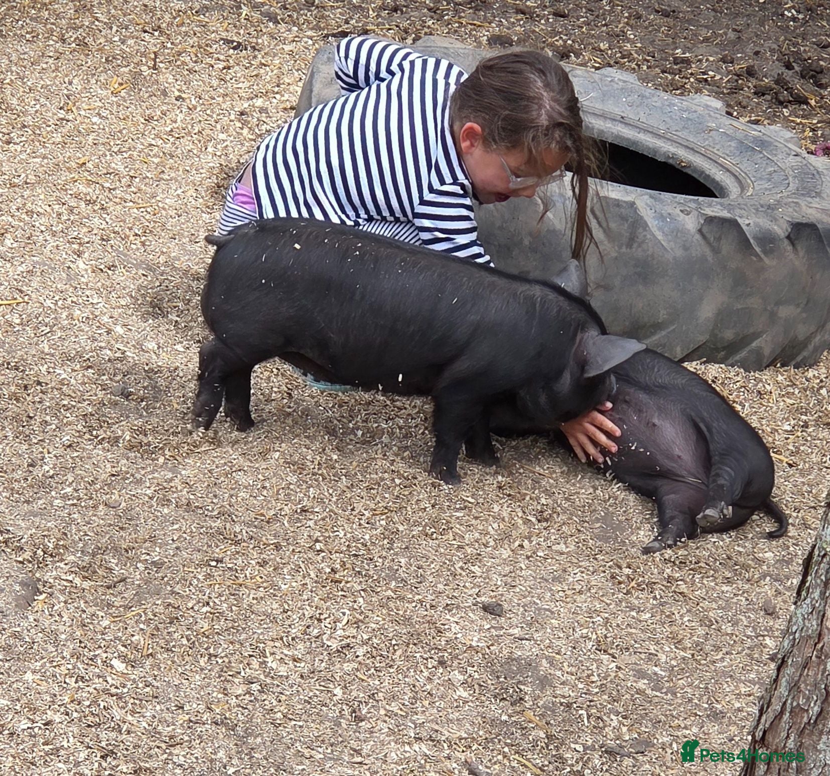 Pig livestock *READY NOW* Stunning lincs kune kune piglets - Advert 2