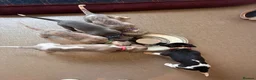 Whippet dogs for sale: KC registered whippet puppies  - Advert 7