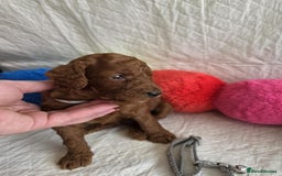 Mini Goldendoodle dogs for sale: 👑Superb Rare Toy/Mini Deepest Red Goldendoodles👑 - Image 3