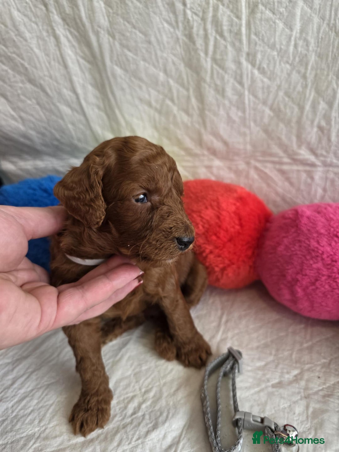 Mini Goldendoodle dogs for sale: 👑Superb Rare Toy/Mini Deepest Red Goldendoodles👑 - Image 3