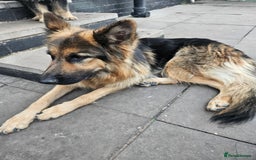 German Shepherd dogs for sale: 2 male german shepherd puppies - Image 8