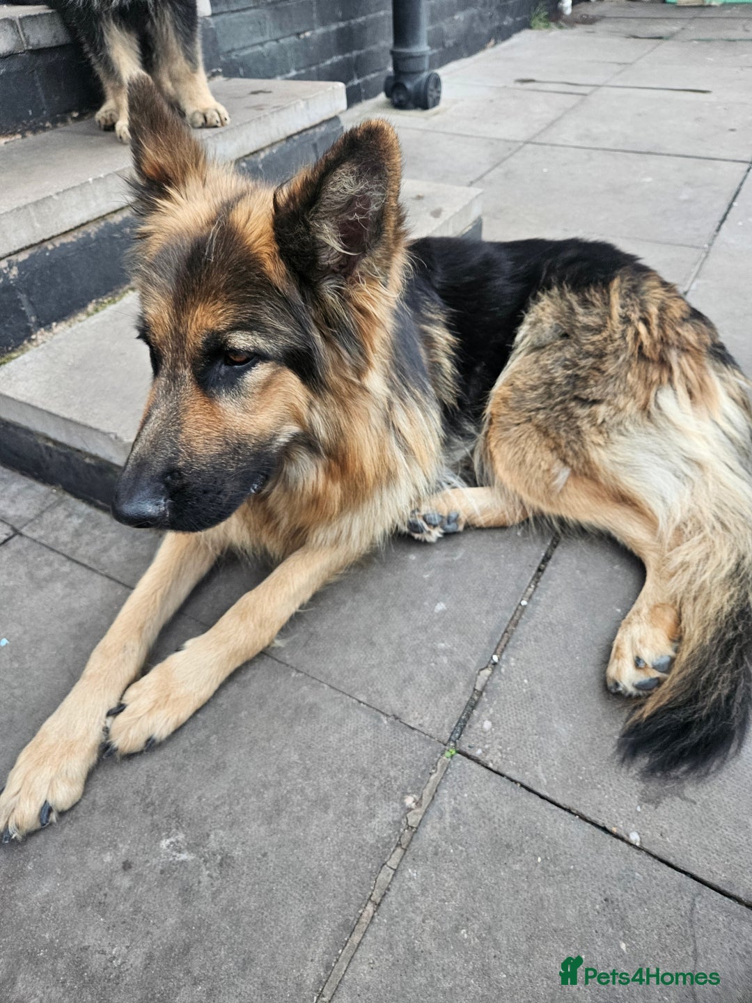 German Shepherd dogs for sale: 2 male german shepherd puppies - Image 8