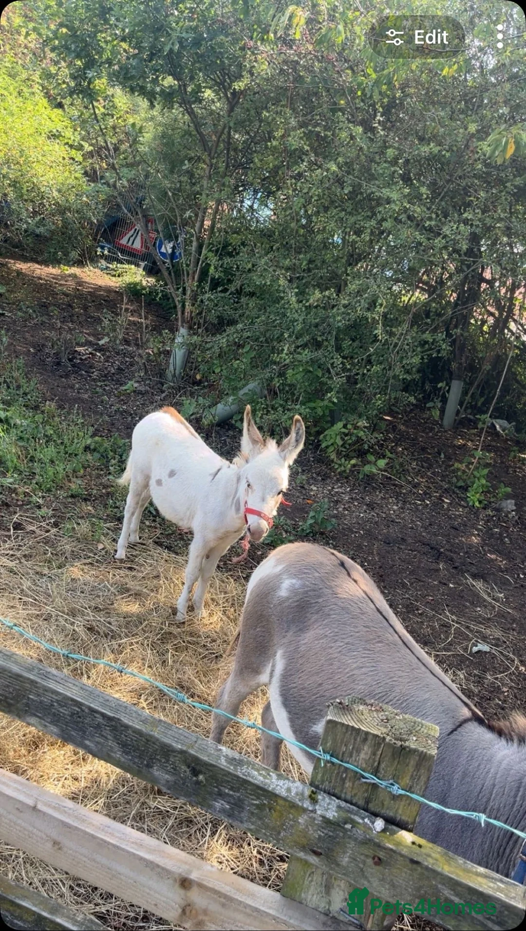 Donkey livestock for sale: Miniature Jack donkey - Advert 2