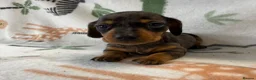 Miniature Dachshund dogs for sale: Kc Reg Smooth Haired Miniature Dachshunds  - Advert 5
