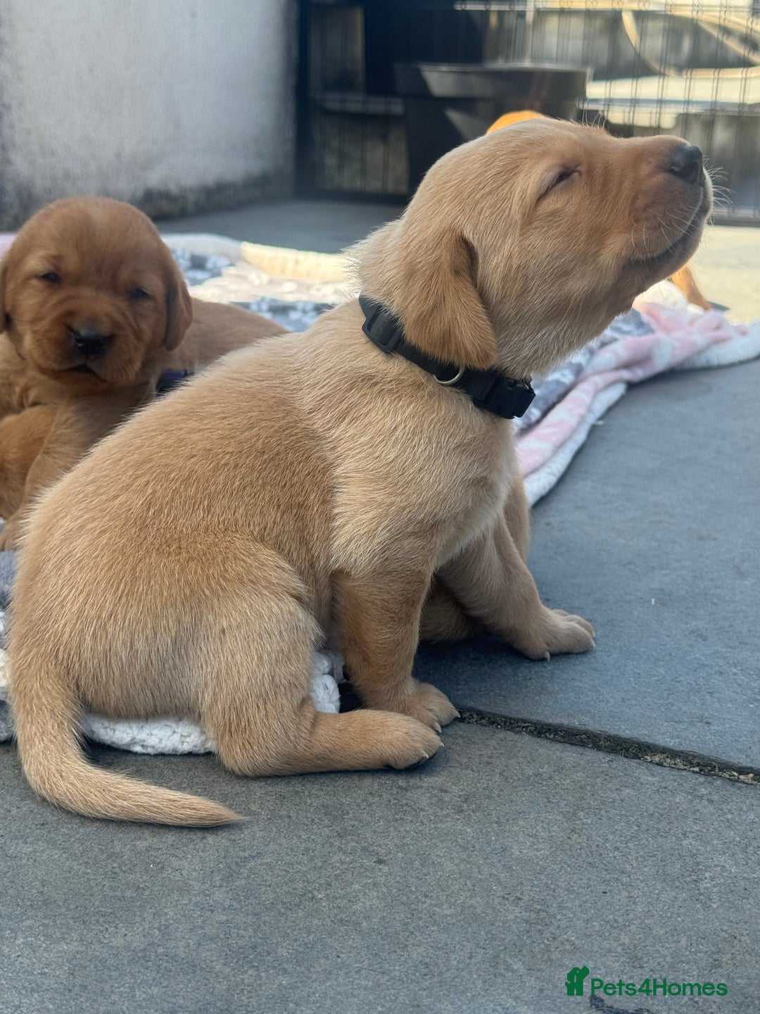 Labrador Retriever dogs for sale: Fox Red litter born 5th August - Image 12