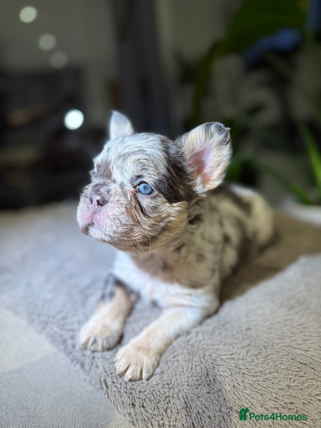 French Bulldog dogs for sale: 8weeks old Fluffy french bulldog puppies - Advert 11