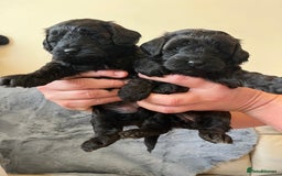 Shihpoo dogs for sale: beautiful shihpoo litter - Image 38
