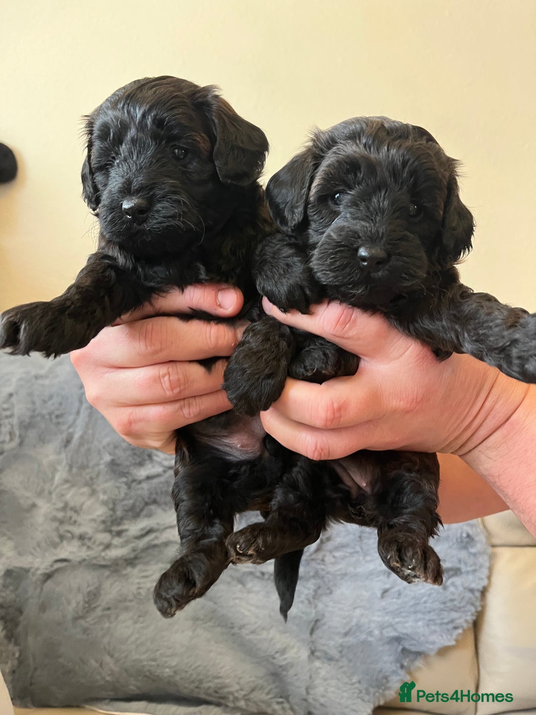 Shihpoo dogs for sale: beautiful shihpoo litter - Image 38