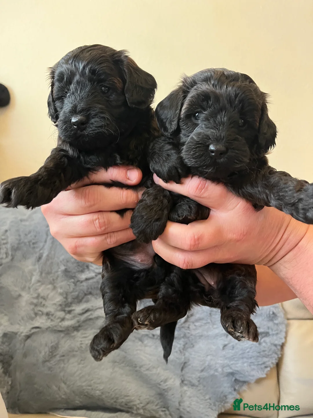 Shihpoo dogs for sale: 1 girl left shihpoo puppy fully vaccinated  - Advert 38