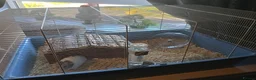 Hamster rodents for sale: Syrian hamster  - Advert 1