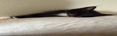 Ragdoll 1