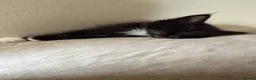 Ragdoll cats for sale: Ragdoll X Kittens  - Advert 2