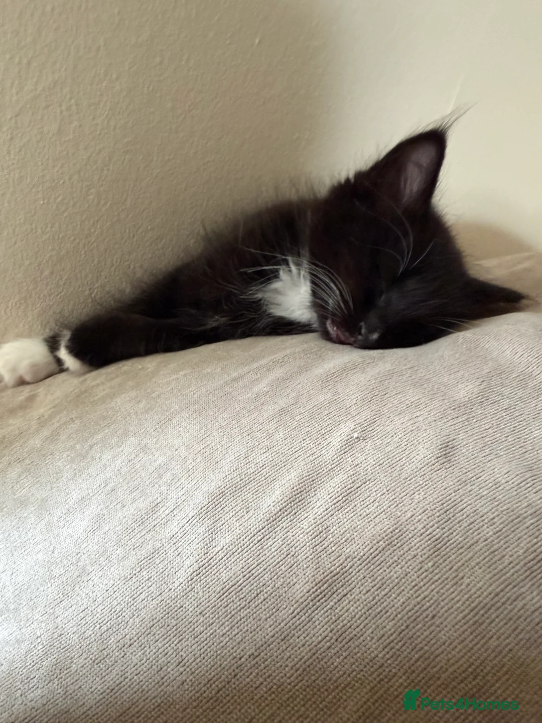 Ragdoll cats for sale: Ragdoll X Kittens  - Advert 2