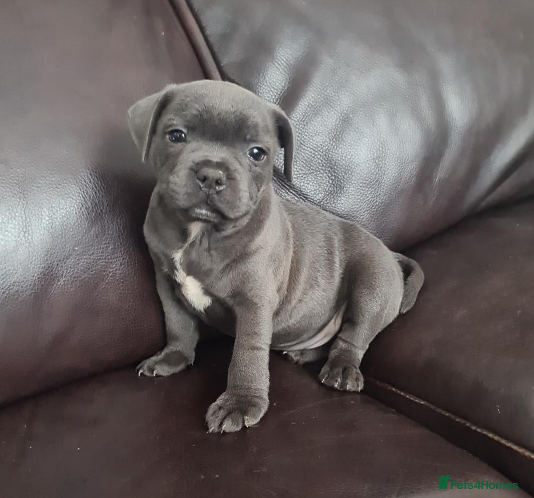 Staffordshire Bull Terrier dogs for sale: Amazing Champion Bred Blue and Black staffys   - Advert 6