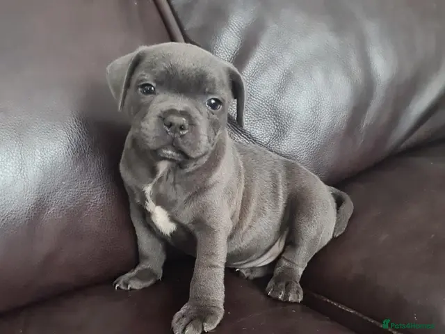 Staffordshire Bull Terrier dogs for sale: Amazing Champion Bred Blue and Black staffys - Advert 6