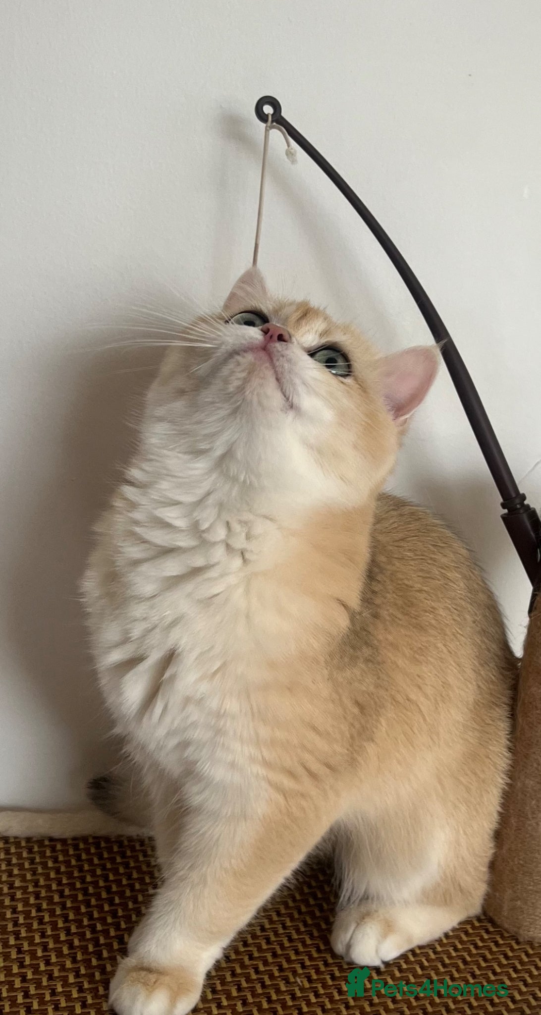 British Shorthair cats 🏆 Tica registered ny12 British Shorthair Girl 🏆 - Advert 3