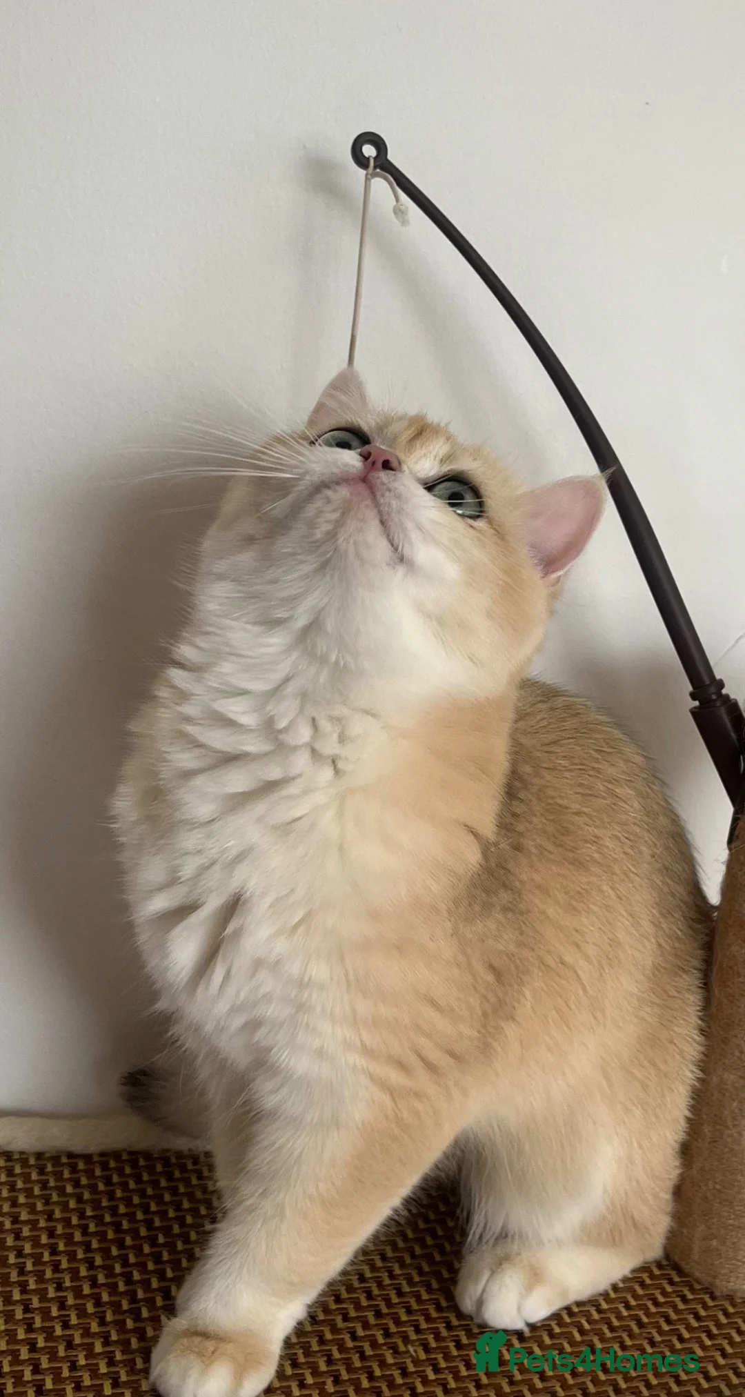 British Shorthair cats for sale: 🏆 Tica registered ny12 British Shorthair Girl 🏆 - Advert 1