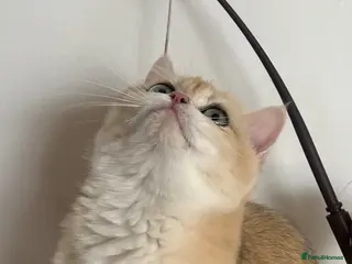 British Shorthair cats 🏆 Tica registered ny12 British Shorthair Girl 🏆 - Advert 3