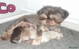 Shih Tzu dogs for sale: ✨️Exceptional Imperial Litter✨️ - Image 2