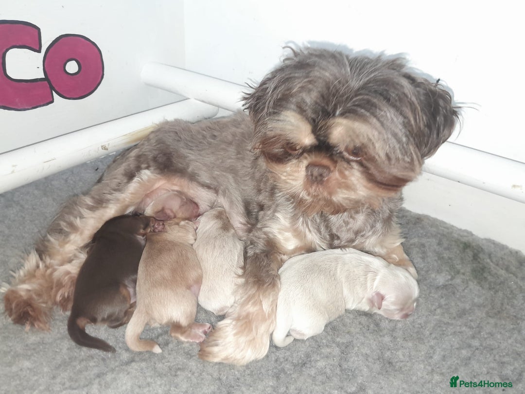 Shih Tzu dogs for sale: ✨️Exceptional Imperial Litter✨️ - Image 2