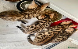Bengal cats for sale: Top quality pure Bengal kittens available now - Image 12