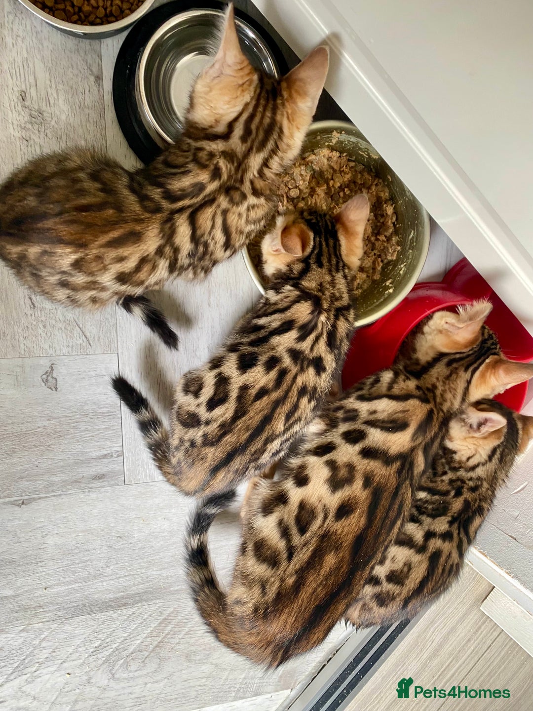 Bengal cats for sale: Top quality pure Bengal kittens available now - Image 12